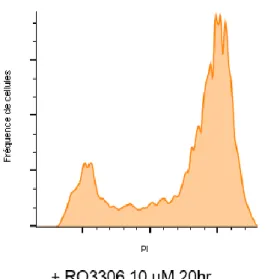 Figure 7. Le traitement au propidium iodide (PI) permet d’observer la synchronisation des  cellules lorsque traitées avec du RO3306 et du PD0339921 pendant 20 heures