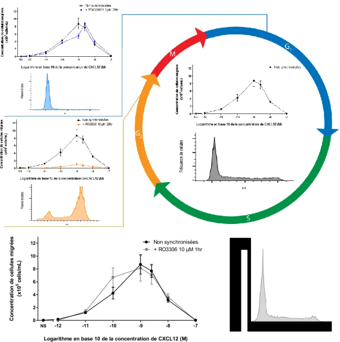 Figure  8.  La  synchronisation  des  cellules  Reh  en  G2  inhibe  la  réponse  chimiotactique  au  gradient chimiotactique de CXCL12
