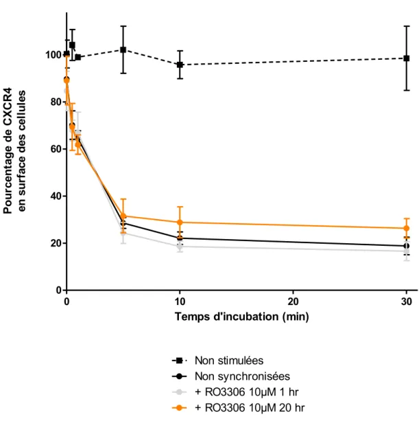 Figure  11.  L’endocytose  de  CXCR4  en  présence  de  CXCL12  n’est  pas  affectée  par  la  synchronisation des cellules en G2