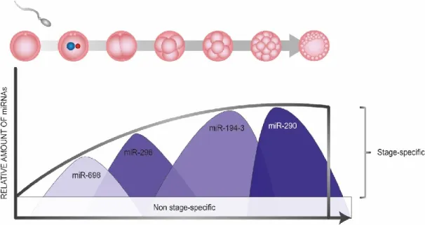 Figure 4.  Quantité relative de micro-ARNs pendant le développement. La quantité 