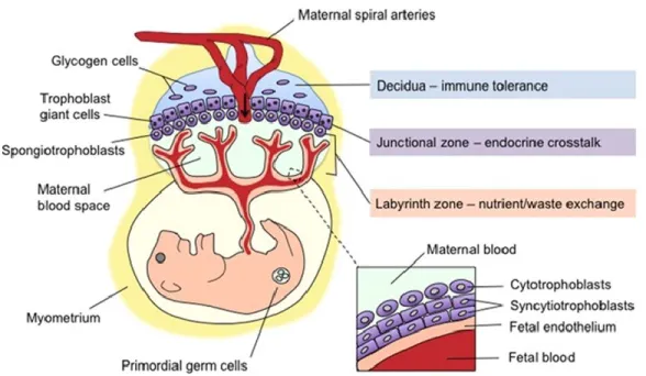 Figure 6.  Schéma des différents types cellulaires composant le placenta murin à  maturation