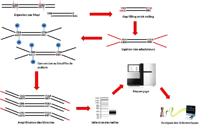 Figure 13.  Schéma  des  différentes  étapes  du  Reduced  Representation  Bisulfite  Sequencing
