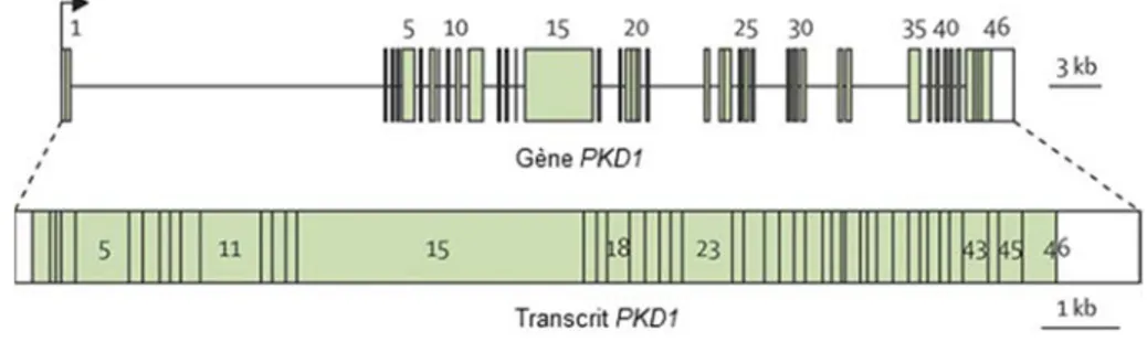 Figure 1.5 Le gène PKD1 et son transcrit. 