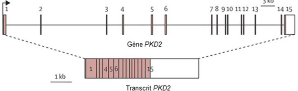 Figure 1.6 Le gène PKD2 et son transcrit.