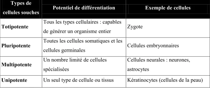 Tableau  I:  Comparaison  des  quatre  types  de  cellules  souches  selon  leur  potentiel  de 