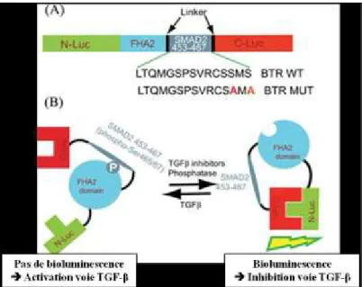 Figure 9: Construction et mécanisme d’action du BTR reporteur, adaptée de (107). 