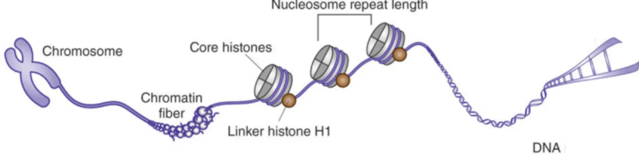 Figure  1.  Illustration  of  Chromatin  Compaction.  Double  helix  DNA  wraps  around  a 