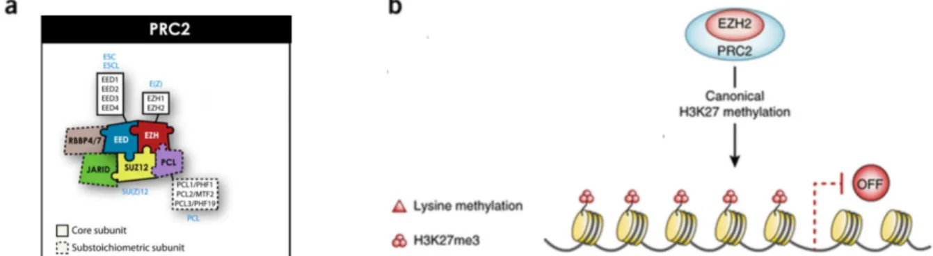 Figure  3.  The  Polycomb  Repressive  Complex  2  in  coordinating  epigenetic  silencing  activity