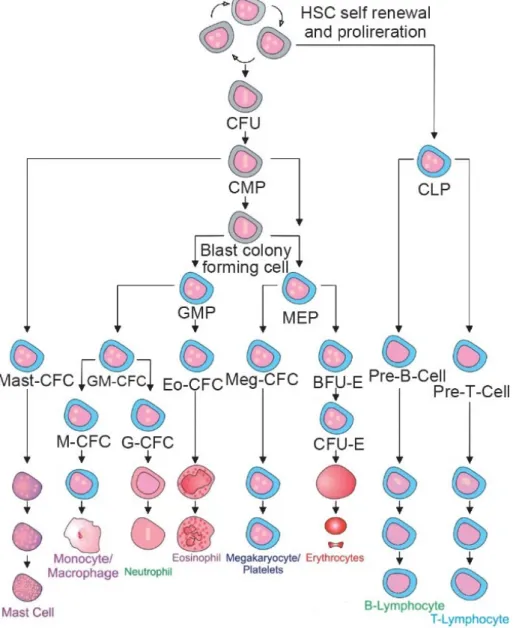 Figure 4. Hematopoietic stem cell hierarchy. Hematopoietic stem cells give rise to several 