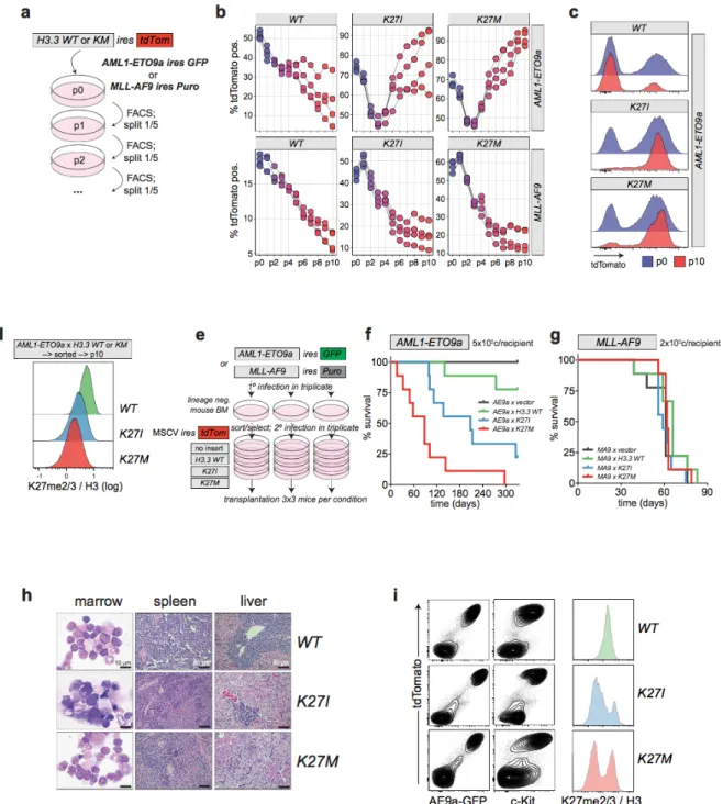 Figure 10. Collaboration between H3.3K27I/M and AML1-ETO9a (AE9a) accelerated 