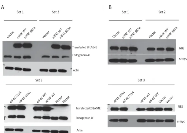 Figure 1: U2OS cells express 2FLAG-eIF4E at 72 hours’ post-transfection. 