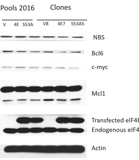 Figure 2: Expression levels of eIF4E export targets are similar between cell lines. 