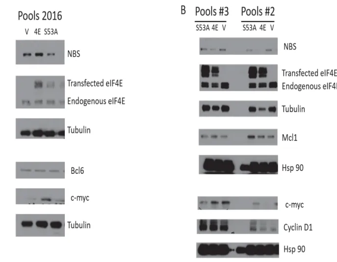 Figure 3: Protein levels of eIF4E export targets are slightly elevated in 4E cell lines