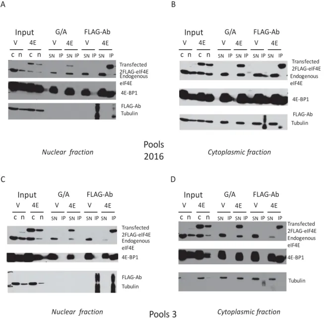 Figure 6: 2FLAG-eIF4E is selectively immunoprecipitated in the nuclear (and cytoplasmic) fractions