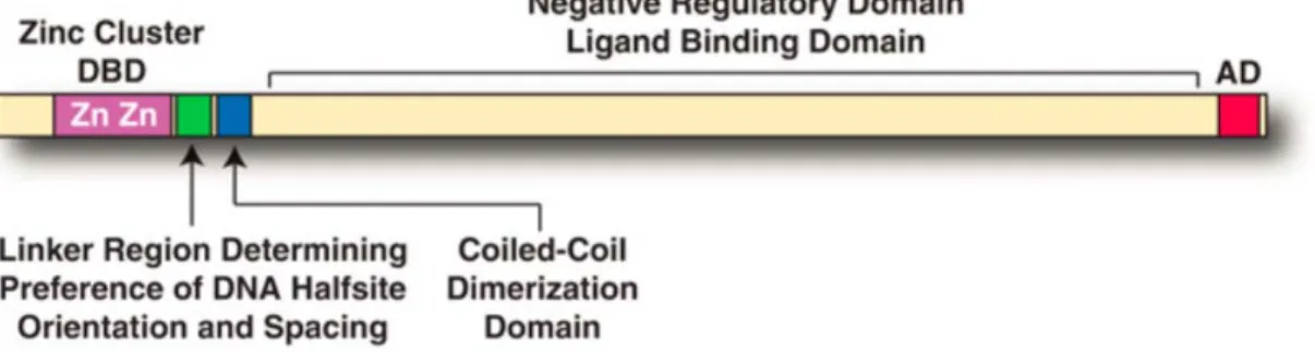 Figure 1. Structure of a typical zinc cluster transcription factor. 