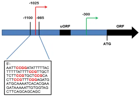 Figure 3. Schematic illustration of the structure of the TAC1 gene. 