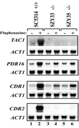 Figure 4. CDR1 and PDR16 can be residually induced by a relatively high concentration  of fluphenazine in the absence of Tac1p in strain SC5314