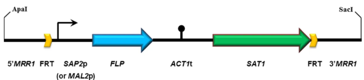 Figure 7. Structure of the MRR1 deletion cassette.   