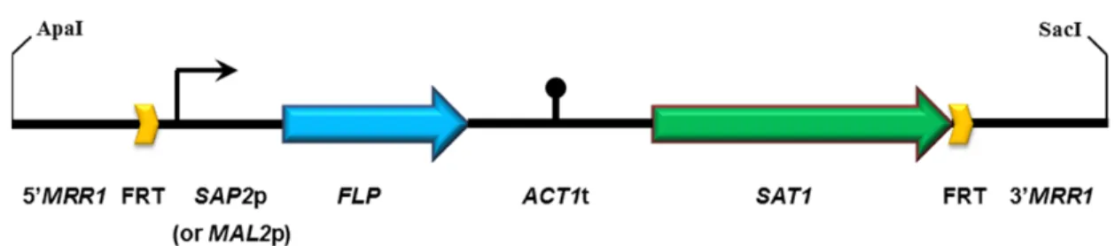 Figure 7. Structure of the MRR1 deletion cassette.   