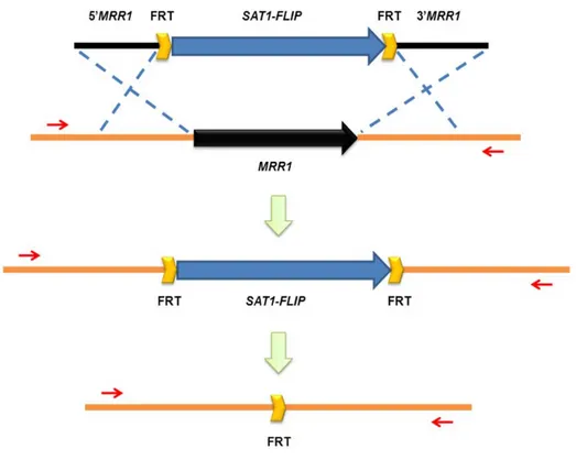 Figure 8. Schematic illustration of the deletion of MRR1 using the SAT1-flipping strategy