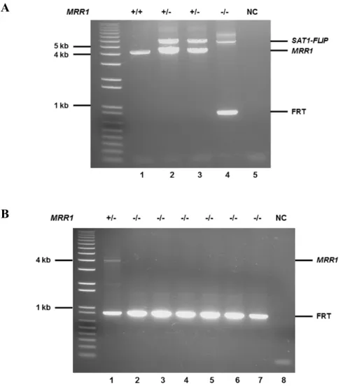 Figure 9. PCR verification of the deletion of MRR1 in the SC5314-derived tac1∆/∆  mutant