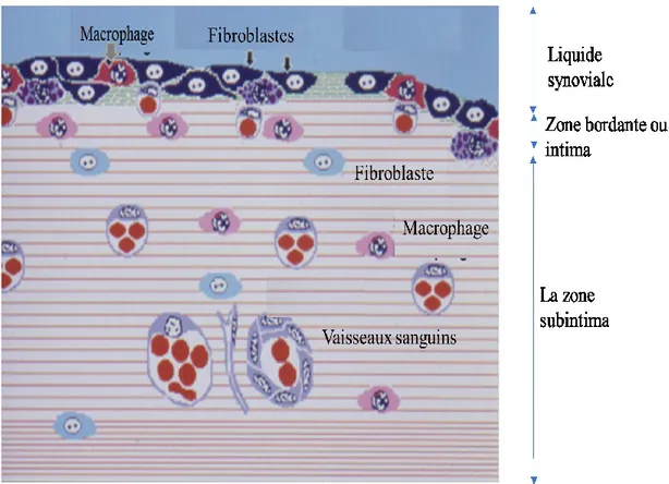 Figure 3 :  Représentation schématique d’une synoviale normale. L’intima contient des fibroblastes spécialisés  (noirs,  indiqués  par  des  flèches)  exprimant  VCAM-1,  DAF  et  UDPGD,  et  des  macrophages  spécialisés  (indiqués par flèche) exprimant F