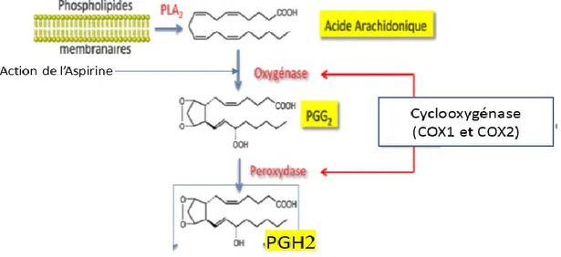 Figure 9: Action des cyclo-oxygénases. PLA 2  : phospholipase A2. PGG2 : prostaglandines G2