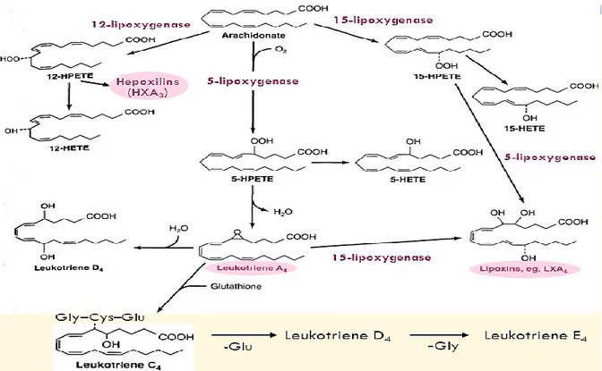 Figure 12:  La  voie  de  la  lipoxygénase:  synthèse  des  leucotriènes  et  des  lipoxines  (LX)