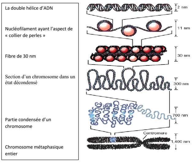 Figure 15: Schéma de la condensation de la chromatine et  de la double hélice au chromosome  métaphasique