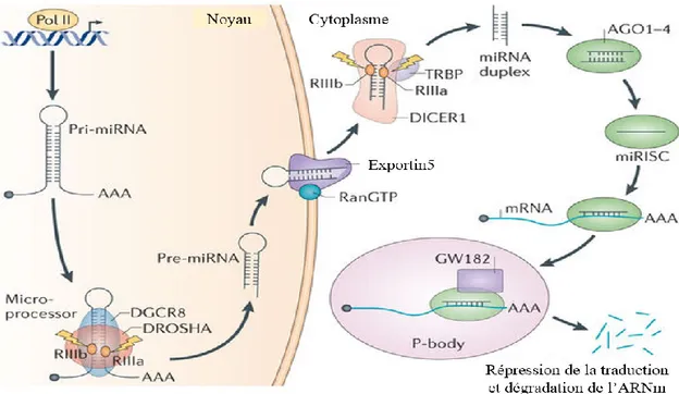 Figure 17: Schéma des étapes de la biogenèse d’un micro-ARN et leur mode d’action. Modifié de Lin et Gregory 