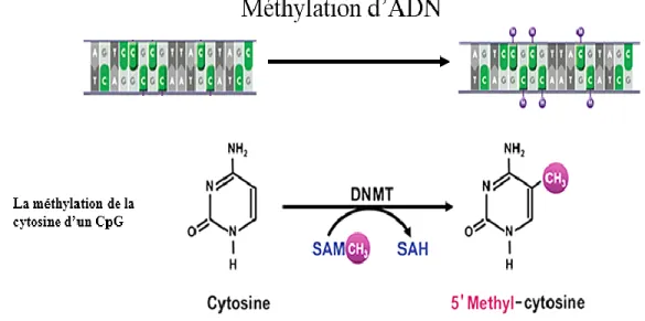 Figure 18: Représentation schématique de la méthylation d’ADN qui convertit la cytosine en 5-méthyle-cytosine par 