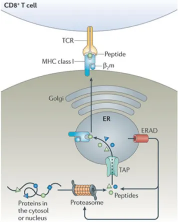 Figure 1.  MHC class I presentation pathway. Intracellular proteins are degraded into 8- 8-10  amino-acid-long  peptides  by  the  proteasome  and  translocated  to  the  endoplasmic  reticulum  (ER)  via  the  transporter  associated  with  antigen  prese