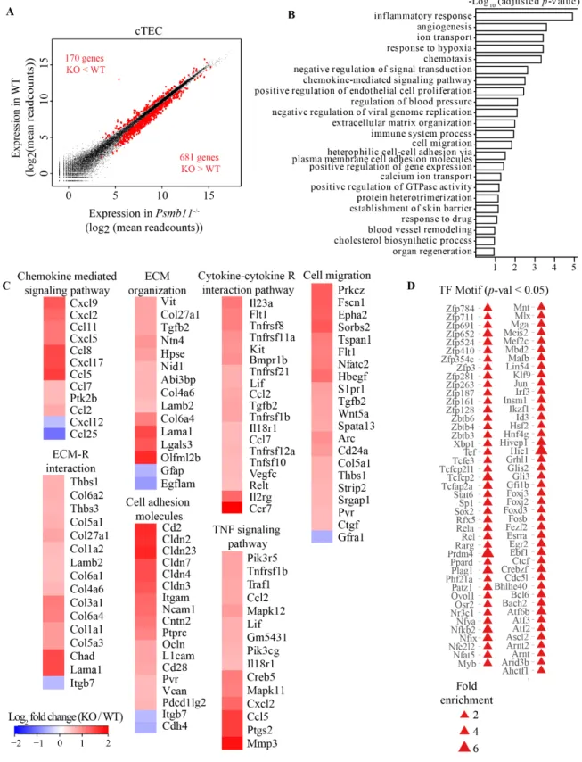 Figure 5.  PSMB11  is  a  master  regulator  of  the  transcriptome  in  cTEC.  (A)  Differential gene expression from cTECs between WT and Psmb11 -/-  mice at 10 weeks of  age (mean of 3 replicates per genotype)
