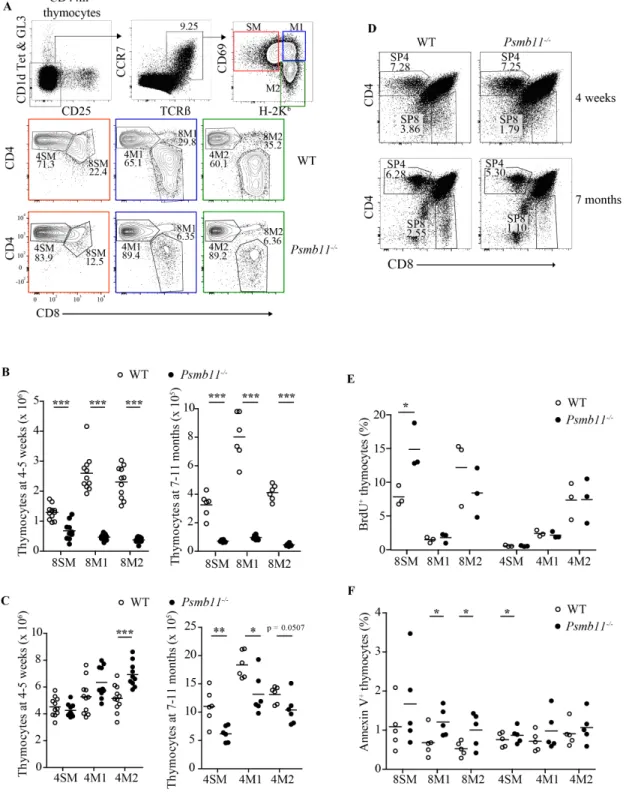 Figure 6.  Impact of Psmb11-deletion on CD4 and CD8 thymocyte numbers. (A) Flow  cytometry analysis of thymocytes from WT and Psmb11 -/-  mice
