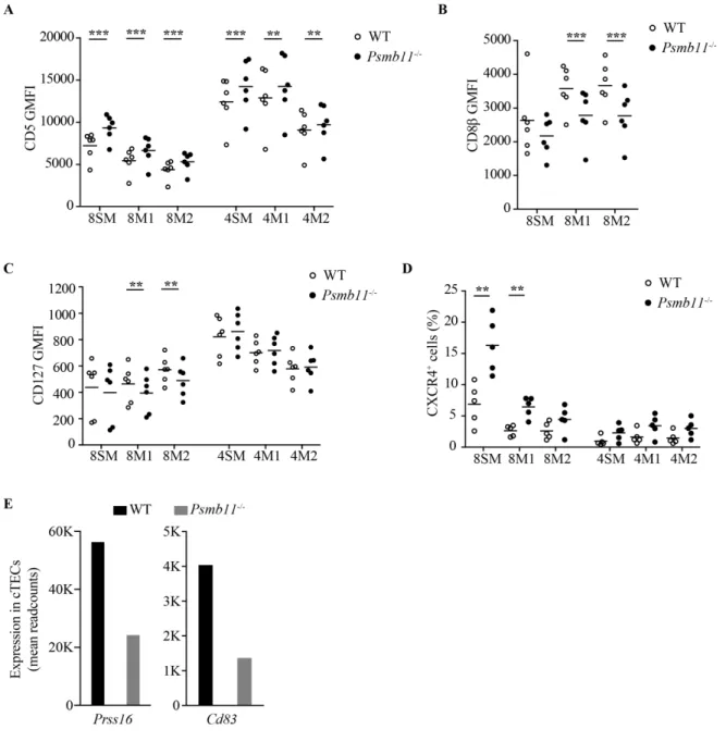 Figure 8.  Impact of Psmb11-deletion on CD4 and CD8 thymocytes. (A) Geometric  mean fluorescence intensity (GMFI) of CD5 on the surface of SM, M1 and M2 thymocytes  in  the  CD4  and  CD8  lineages  from  WT  and  Psmb11 -/-   mice