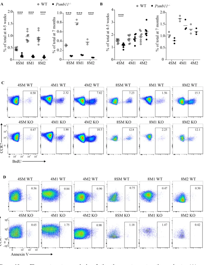 Figure 10.  Flow  cytometry  analysis  of  the  thymocyte  maturation  subsets.  (A)  Percentages of CD8 thymocytes in the SM, M1 and M2 subsets in mice at 4-5 weeks and 7  months of age