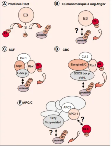 Figure 2 : Les familles des E3 ligases et leurs complexes protéiques. 