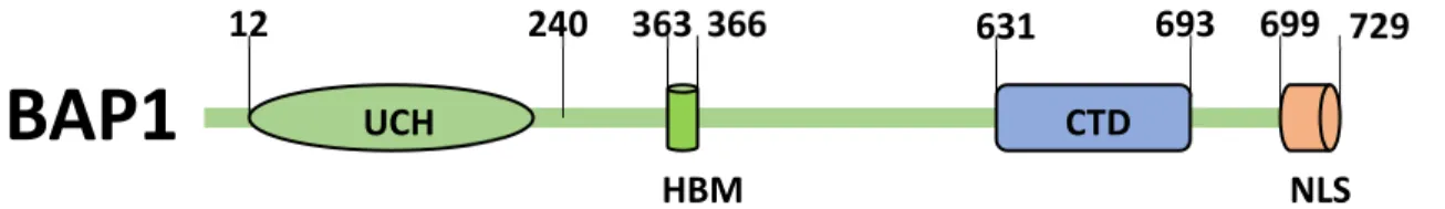 Figure 5 : schéma représentant la structure protéique de BAP1. 