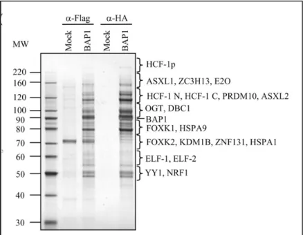 Figure 6 : Le complexe BAP1  65 . Des cellules HeLa ont été utilisées pour une purification par  chromatographie d’affinité en tandem (TAP)