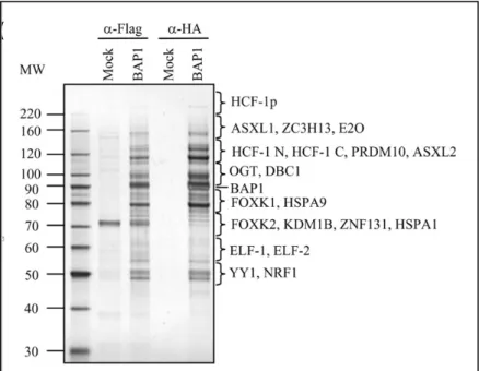 Figure 6 : Le complexe BAP1  65 . Des cellules HeLa ont été utilisées pour une purification par  chromatographie d’affinité en tandem (TAP)