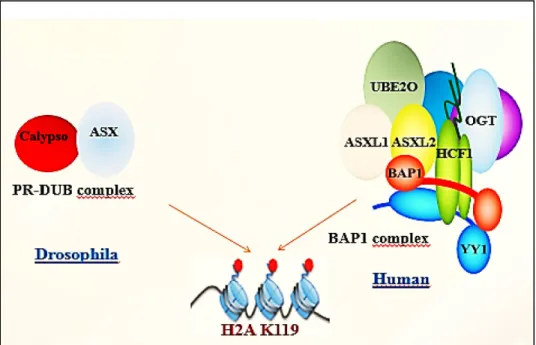 Figure 7 : le complexe PR-DUB chez la drosophile et chez l’humain. Le complexe PR-DUB  de la drosophile est principalement formé de dBAP1/Calypso et ASX