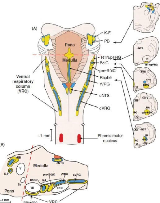 Figure 1. Anatomie respiratoire. A: Illustration du tronc cérébral des mammifères sur le plan 