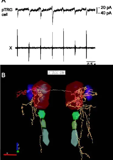 Figure 6. Electrophysiological and anatomical characterization of a pTRG neuron. A: 