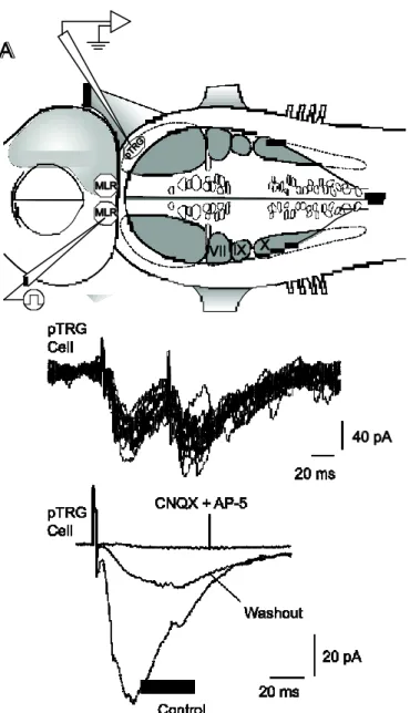 Figure 8. Electrophysiological characterization of the connection between the MLR and  the pTRG