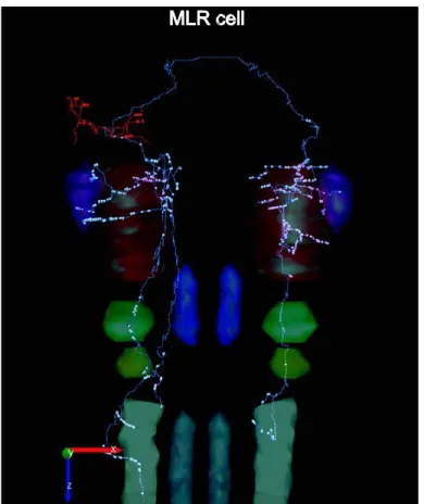 Figure 9. Anatomical characterization of individual MLR neurons projecting to the  respiratory nuclei