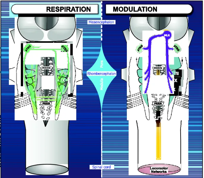 Figure 10. Schematics of the neural networks underlying respiration (left) and its  modulation (right) in the lamprey