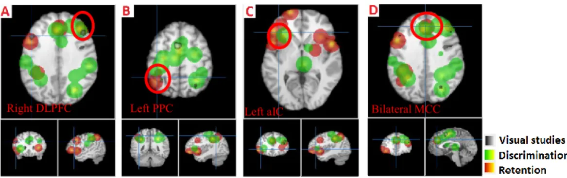 Figure 4. Activation in the retention (red) and discrimination (green) phases of the  spatial dimension