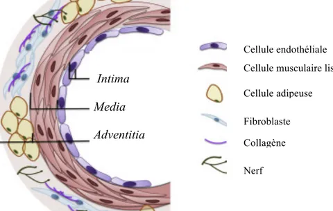 Figure 1. Schématisation simplifiée de la structure de la paroi vasculaire artérielle