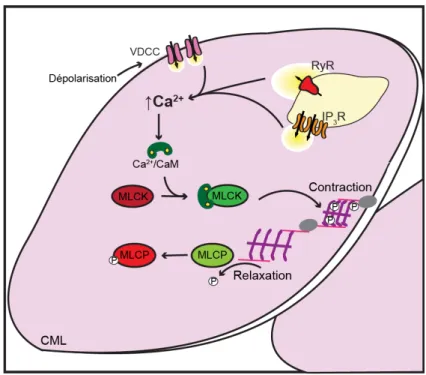 Figure 2. Schématisation simplifiée du mécanisme de contraction du muscle lisse  La contraction est initiée par une augmentation de calcium (Ca 2+ ) intracellulaire