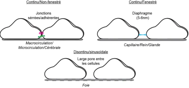 Figure 4. Schématisation de l'hétérogénéité de l'endothélium. 